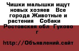   Чишки-малышки ищут новых хозяев - Все города Животные и растения » Собаки   . Ростовская обл.,Гуково г.